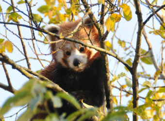 Highland Wild Life Park Red Panda