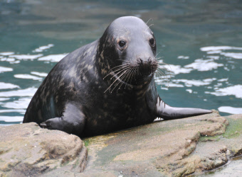 Oban Sea Life Centre